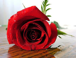 Tanveer Ahmed